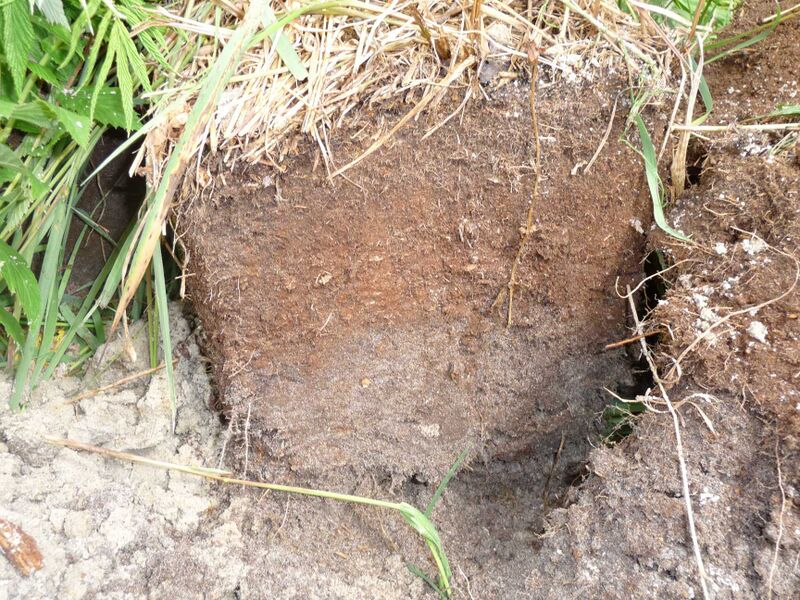 Файл:Peat.JPG