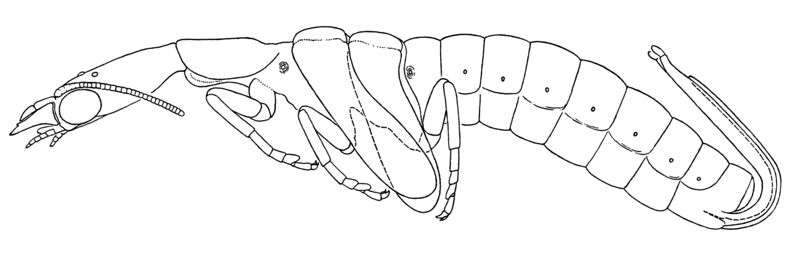 Файл:Raphidia-pupa.jpg