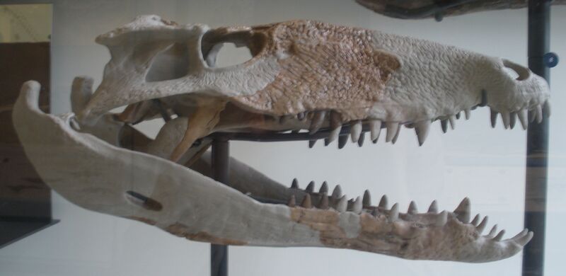 Файл:Sebecus icaeorhinus.JPG