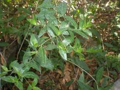 T. alata