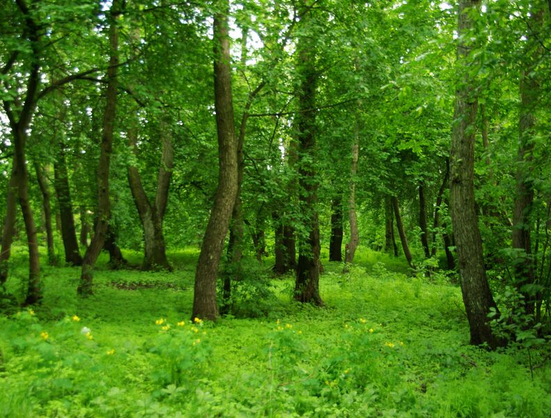 Файл:Viimsi sanglepik.JPG