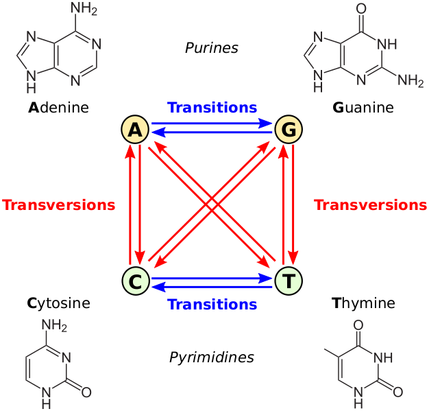 Файл:All transitions and transversions.svg