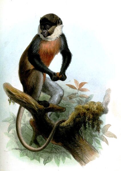 Файл:CercopithecusErythrogasterSmit.jpg