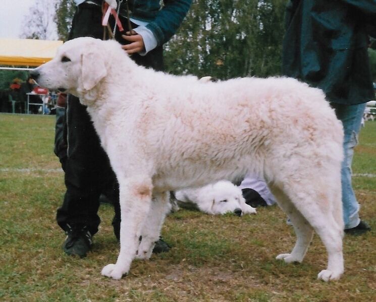 Файл:DocFile Kuvasz.jpg