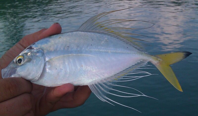 Файл:Fringefin trevally.jpeg