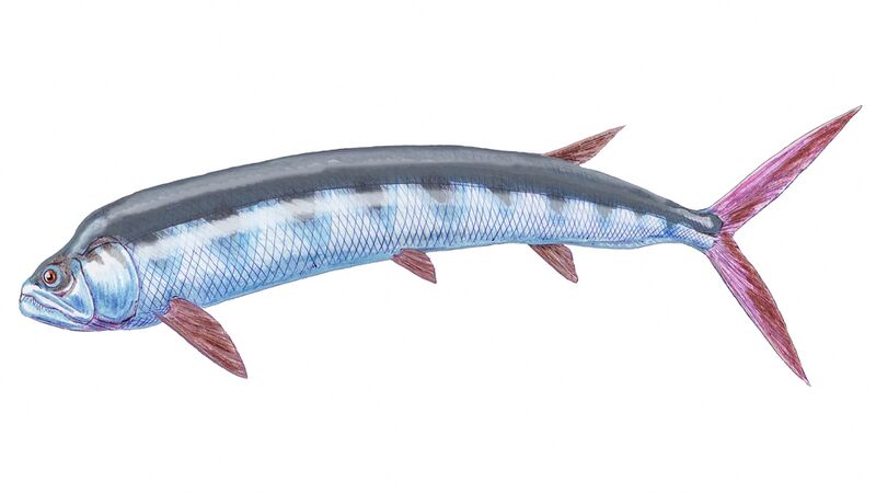 Файл:Ichthyodectes ctenodon 2.jpg