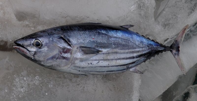 Файл:Katsuwonus pelamis Java.jpg