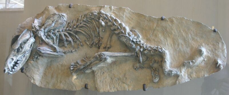 Файл:Lycopsis longirostris AMNH.jpg