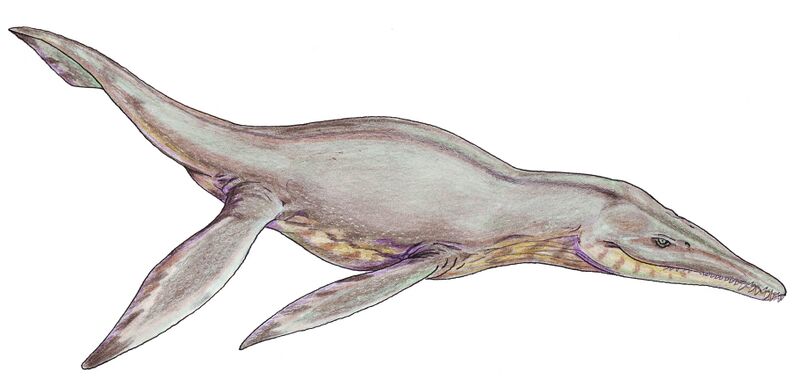 Файл:PliosaurusDB12.jpg