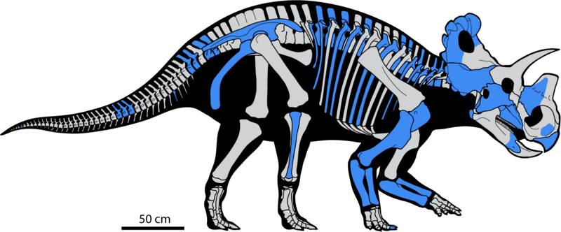 Файл:Wendiceratops skeletal reconstruction.PNG
