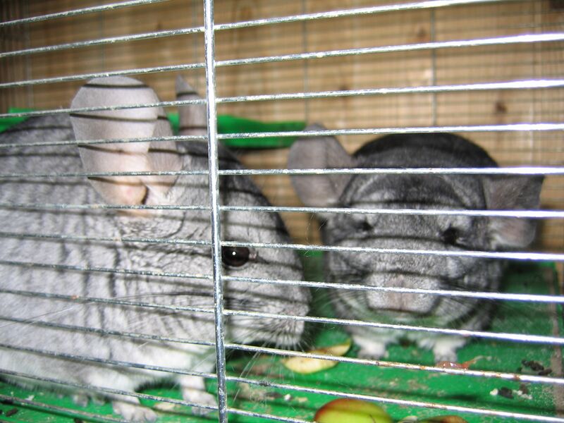 Файл:2 Chinchillas.jpg