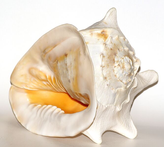 Файл:Cassis cornuta shell.jpg