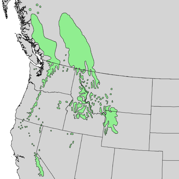 Файл:Pinus albicaulis range map 2.png
