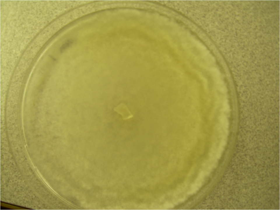 Файл:Trichoderma plate.png