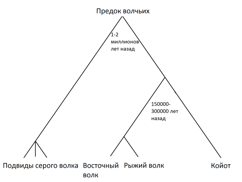 Файл:Wolf-evolution.ru.png