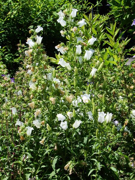 Файл:Campanula medium.JPG