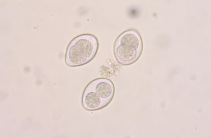 Файл:Coccidia.JPG