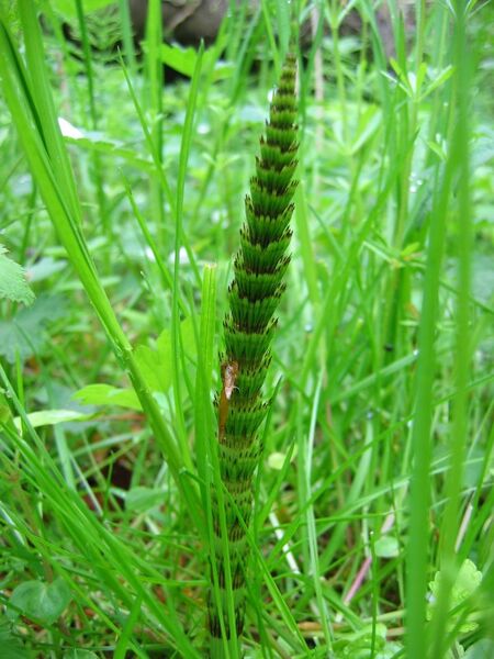 Файл:Equisetum telmateia 2.jpeg