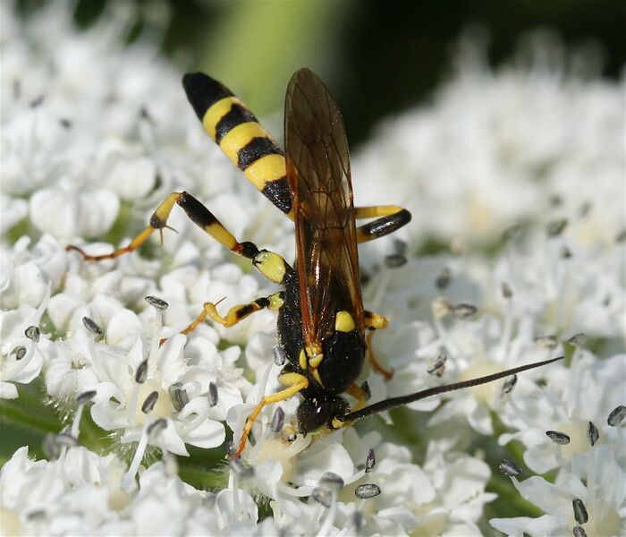 Файл:IC Ichneumon.JPG