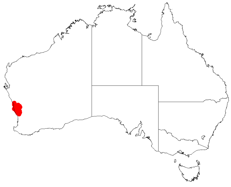 Файл:Isopogon adenanthoidesDistMap1.png