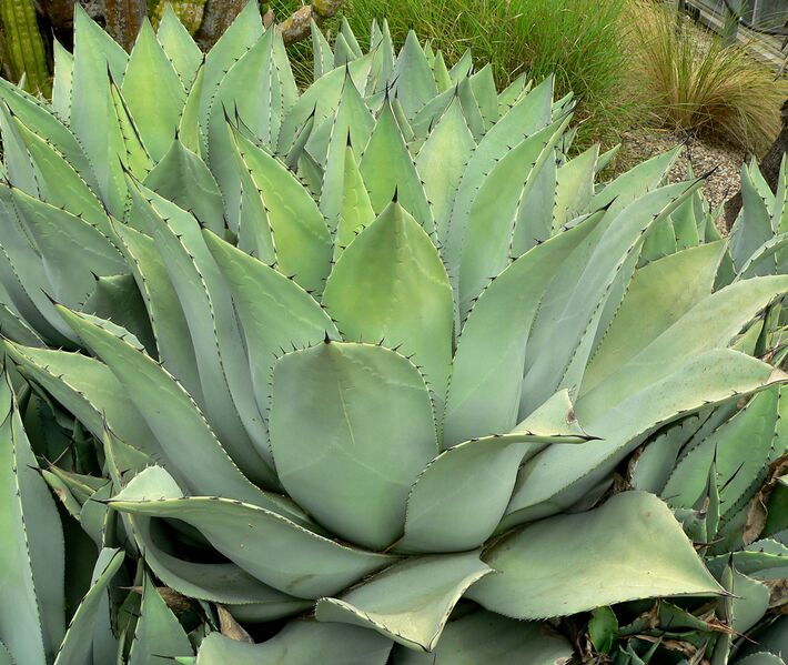 Файл:Agave flexispina 2.jpg