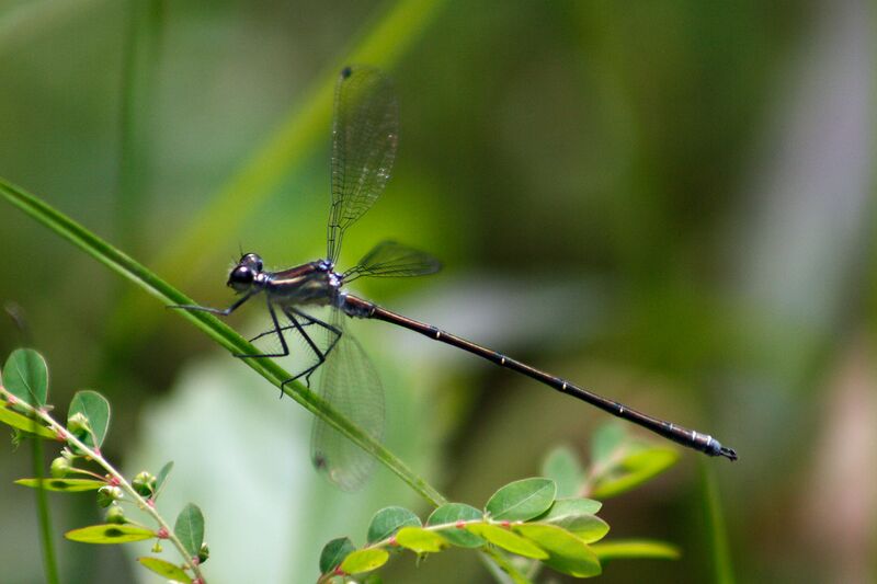 Файл:Common Flatwing.jpg