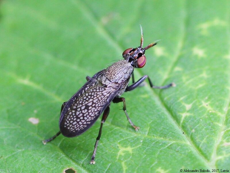 Файл:Coremacera marginata 03.JPG