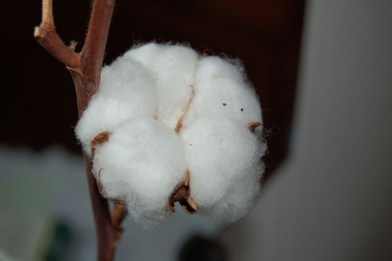 Файл:Cotton.JPG