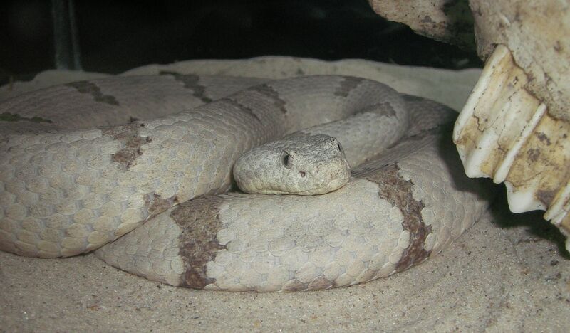 Файл:Crotalus-spp.-0210.JPG