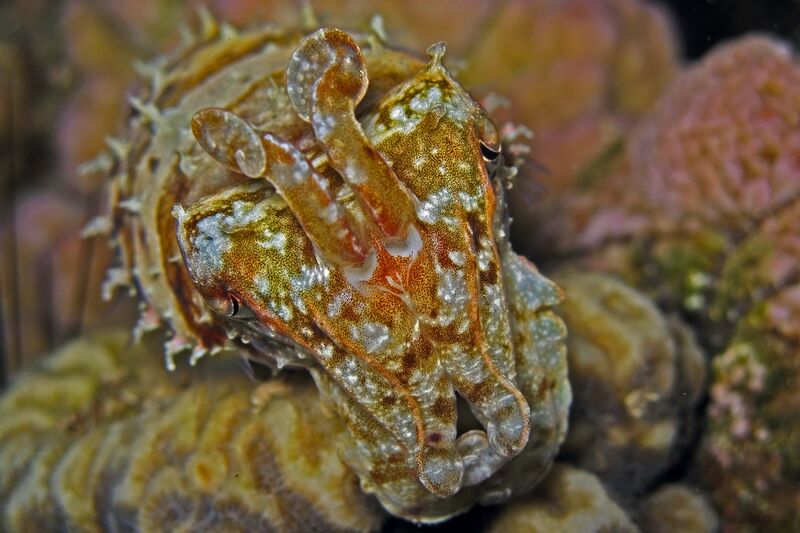 Файл:Cuttlefish - Sepia prashadi.jpg