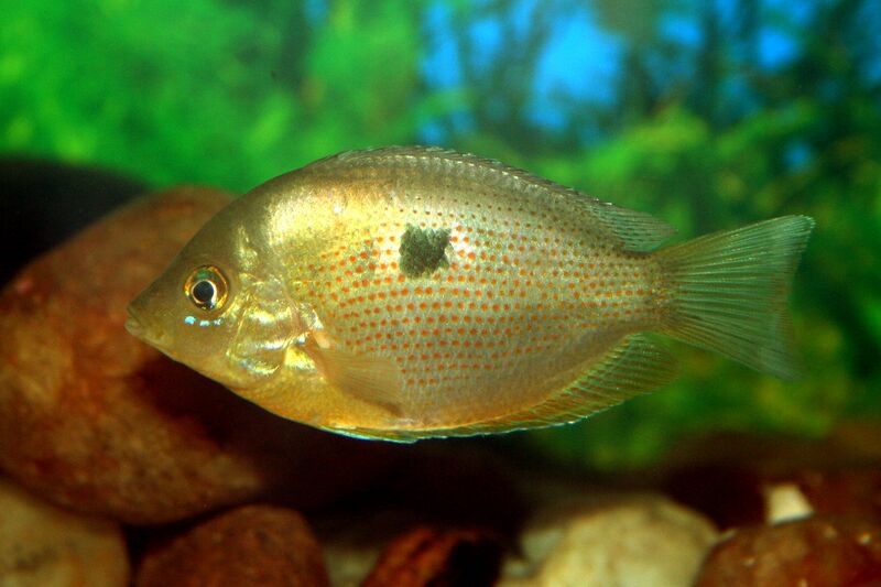 Файл:Etroplus Maculatus.JPG