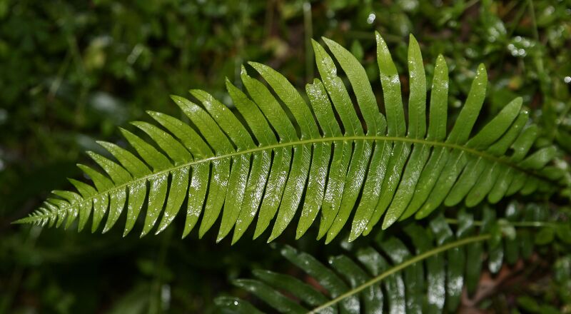 Файл:Fern.jpg