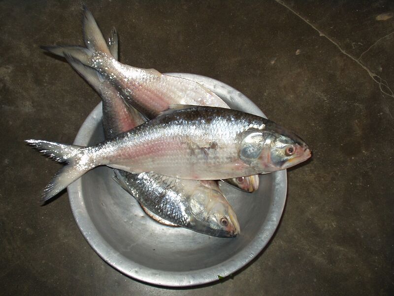 Файл:Ilish.JPG