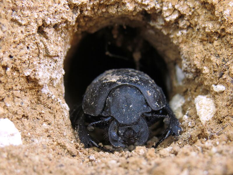 Файл:Lethrus apterus.JPG