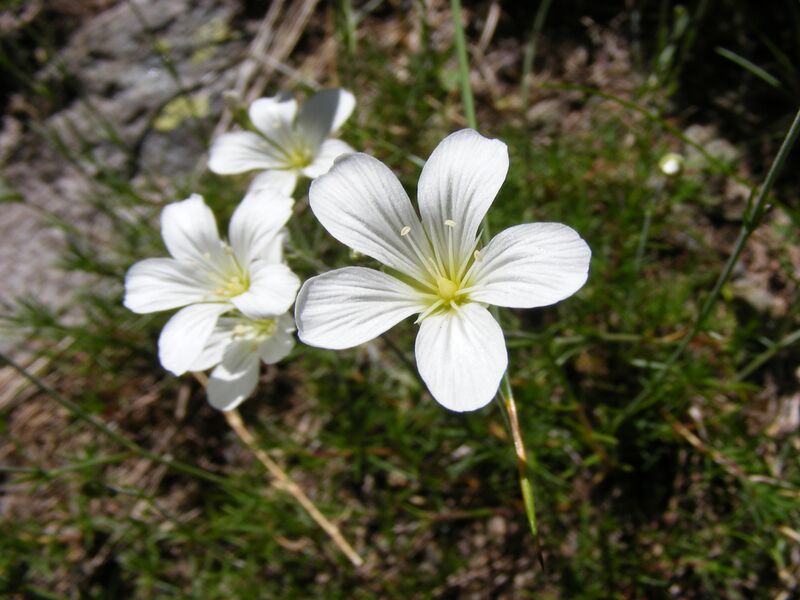 Файл:Minuarta austriaca DSCF1363.JPG
