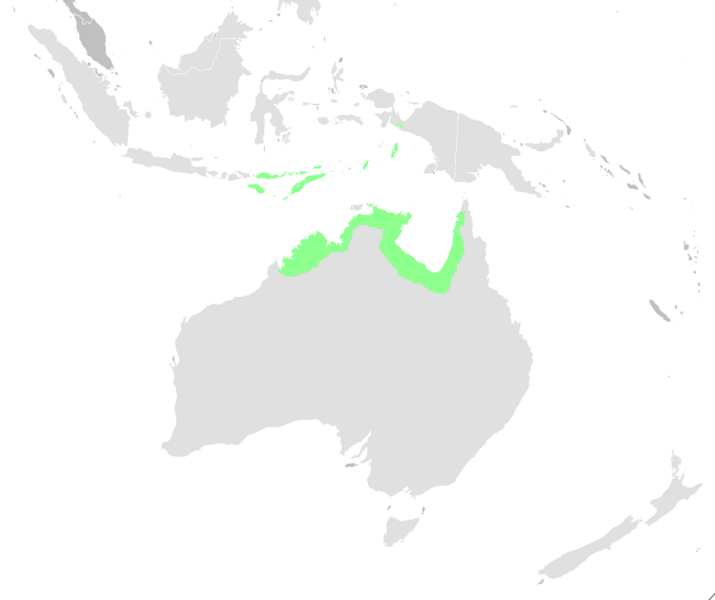 Файл:Rhipidura dryas range.png