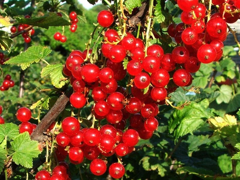 Файл:Ribes rubrum a1.jpg
