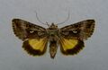 Syngrapha microgamma