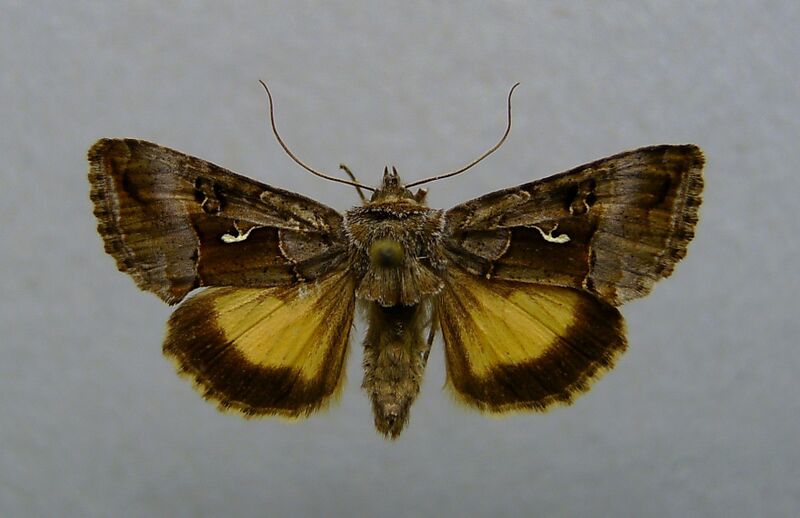 Файл:Syngrapha microgamma.jpg