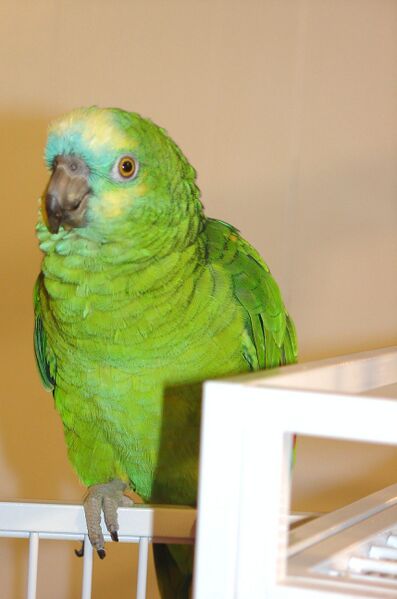 Файл:Amazon Parrot named Babe.JPG