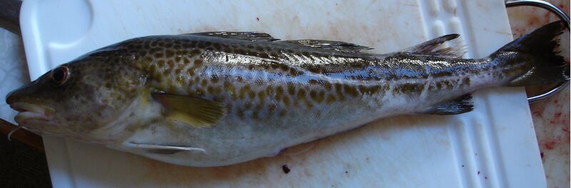 Файл:Atlantic cod live.jpg