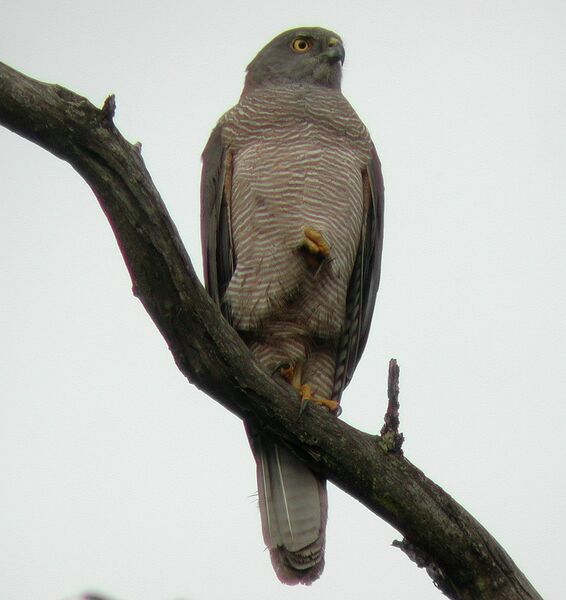Файл:Brown Goshawk kur.JPG