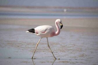 Птица в полный рост