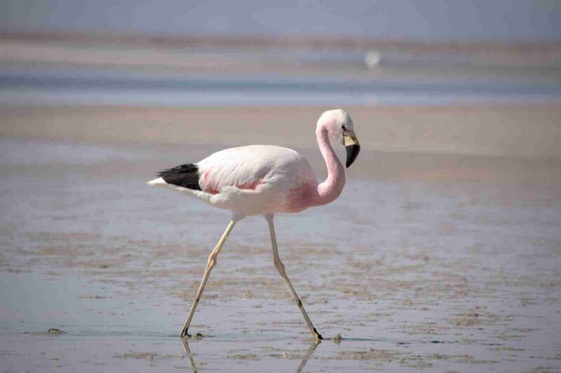 Файл:Laguna Chaxa.jpg