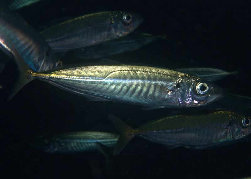Файл:Mackerel.jpg