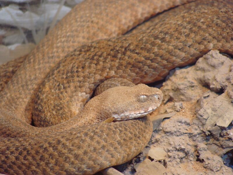 Файл:Macrovipera schweizeri.JPG