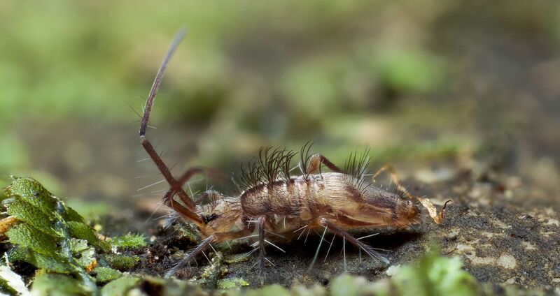 Файл:Paronellinae - Cremastocephalini sp..jpg