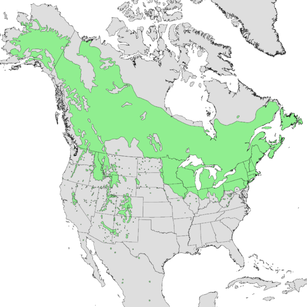 Файл:Populus tremuloides range map 2.png