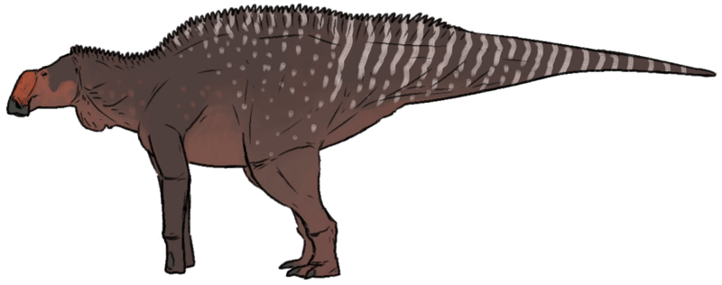 Файл:Rhinorex condrupus.png