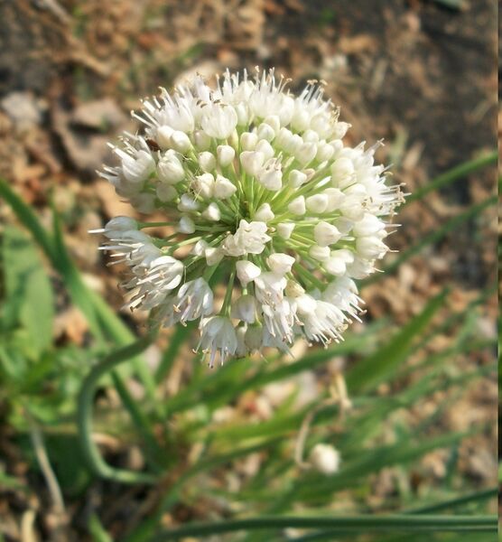 Файл:Allium nutans inflorescence2.JPG